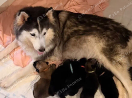 Shepsky pup 2month old