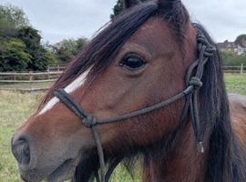 12.1 8yr mare