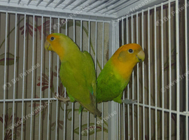 Lovebird pairs &pound;50 per pair