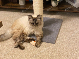Gorgeous Ragdoll 7 Years Old Girl Vet Chkd an Vaccinated