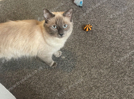 Female 1 year old