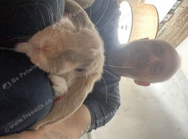 Rabbits