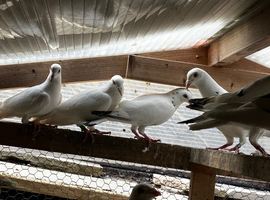 I have 4 pair Racing Pigeon for sale