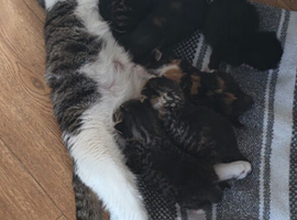 Kittens ready to be re-homed from July 17th