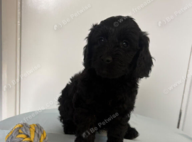 F2 cockapoos