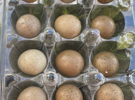 Button & Coturnix Quail eggs