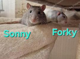 Pairs of Dumbo Rats for rehoming