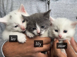Stunning kittens (can deliver)