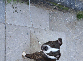 Staffy cross