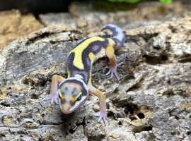 Bold Jungle Leopard Gecko at Birmingham Reptiles