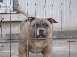 American Bully Pocket