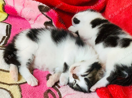 Two kittens