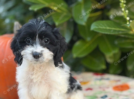 TOY COCKAPOO FEMALE AVAILABLE