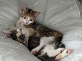 Two Beautiful Kittens
