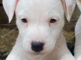 1 white Beautiful jack Russell bitch pup