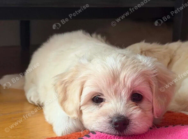Beautiful Bichon Maltese Puppies-1st Family Litter