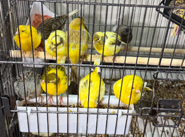 Fancy canary