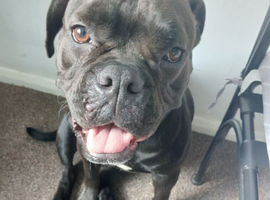 Mixed bull dog