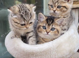 Chinchilla Scottish Fold kittens