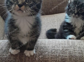 Beautiful rascalls looking for good homes