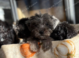 Beautiful Jackapoo puppies