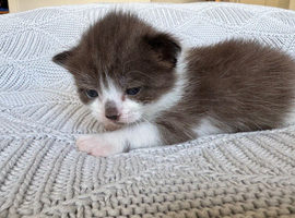 Kittens! ReadyToGO!