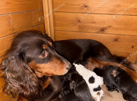 Fantastic working cocker spaniels
