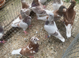 Bricoux pigeons