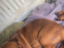 3 Dachshund Puppies for sale!!