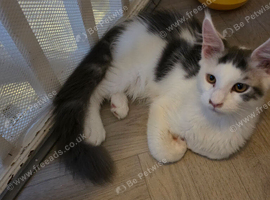 TICA REGISTERED STUNNING KITTENS