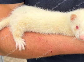 Albino hob ferret