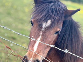 Filly 14th old