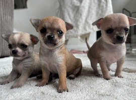 3 Chihuahua girl puppies
