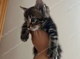 Tabby kitten for sale