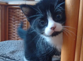 Cute male kitten for sale...