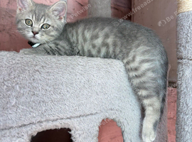 Beautiful Scottish straight kittens blue and lilac ready to leave now