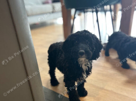 31.08 ONE BLACK COCKAPOO BOY AVAILABLE
