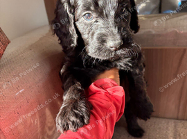 Stunning F1 cockapoo boy