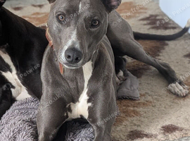 Very reluctant rehoming of my whippet bull mix