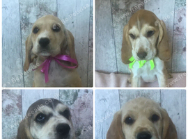 Adorable well socialised Chunky , Strong Cockador pups