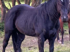 Stallion at stud