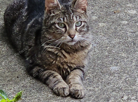 Friendly cat