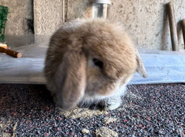 Top Quality Pure Bred Mini Lops