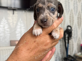 Miniature dachshund pups