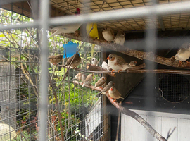 Zebra finches for sale