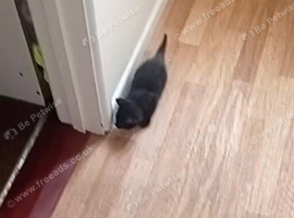 One black kitten for sale 25