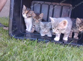 Beautiful kittens, ready for pickup on July 10th.