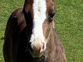 Bay roan Quarter Horse filly