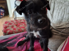 Cockerpoo x boston terrier
