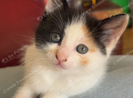 Ragdoll x tabby